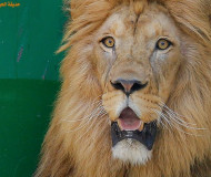 وصول اسد ولبؤتين لحديقة الحيوانات الوطنية في قلقيلية