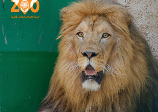 وصول اسد ولبؤتين لحديقة الحيوانات الوطنية في قلقيلية