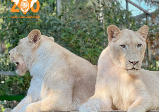 وصول اسد ولبؤتين لحديقة الحيوانات الوطنية في قلقيلية