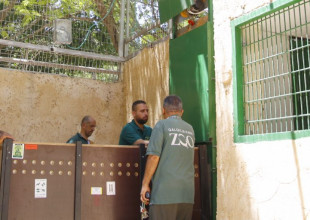 وصول اسد ولبؤتين لحديقة الحيوانات الوطنية في قلقيلية