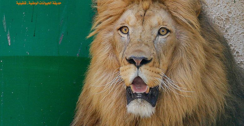 وصول اسد ولبؤتين لحديقة الحيوانات الوطنية في قلقيلية